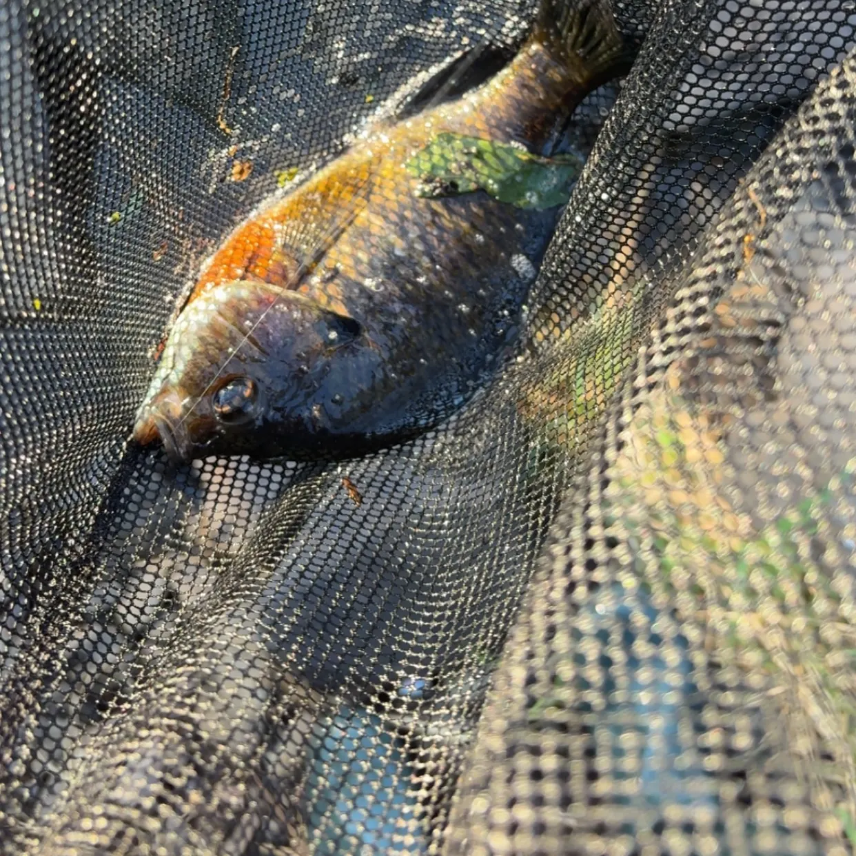 Bluegill caught on Fishbrain