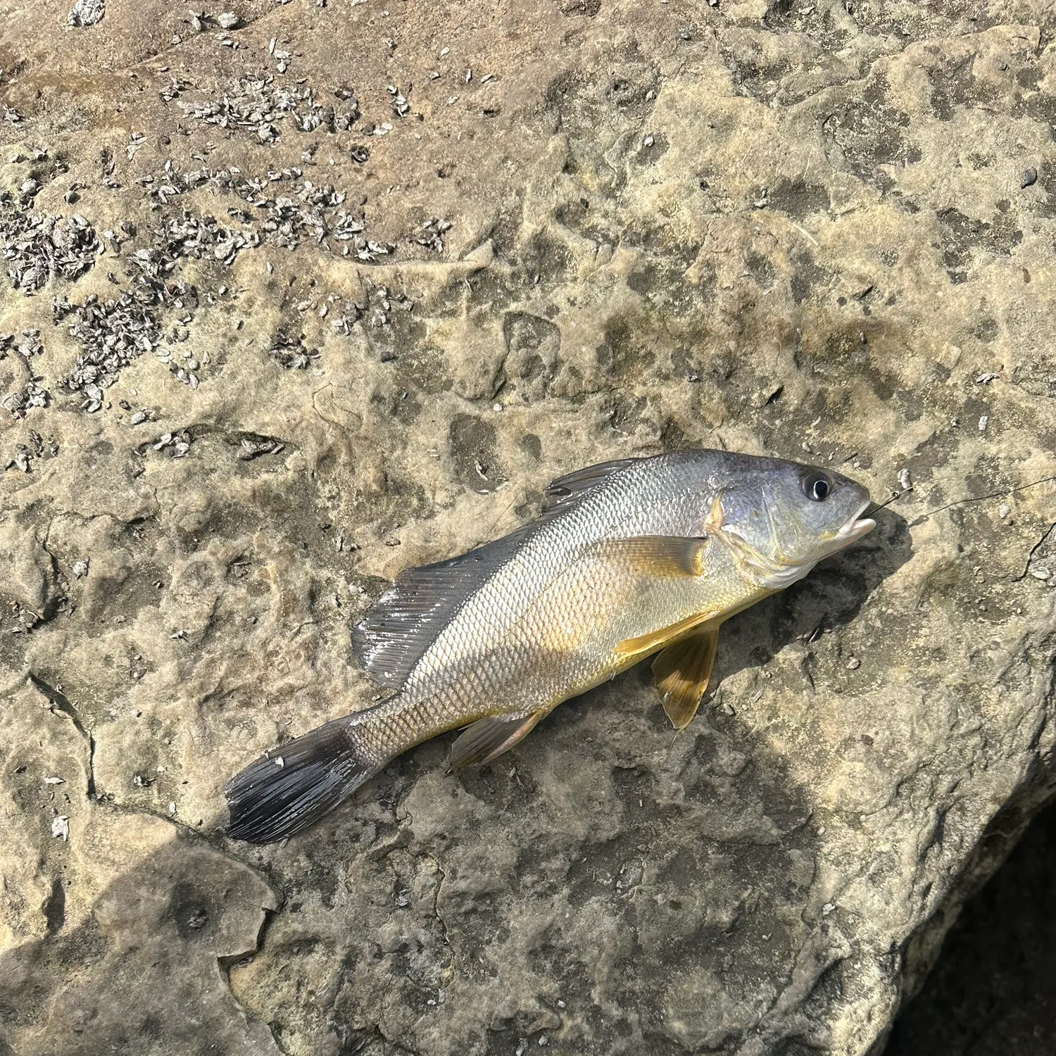 Freshwater drum caught on Fishbrain