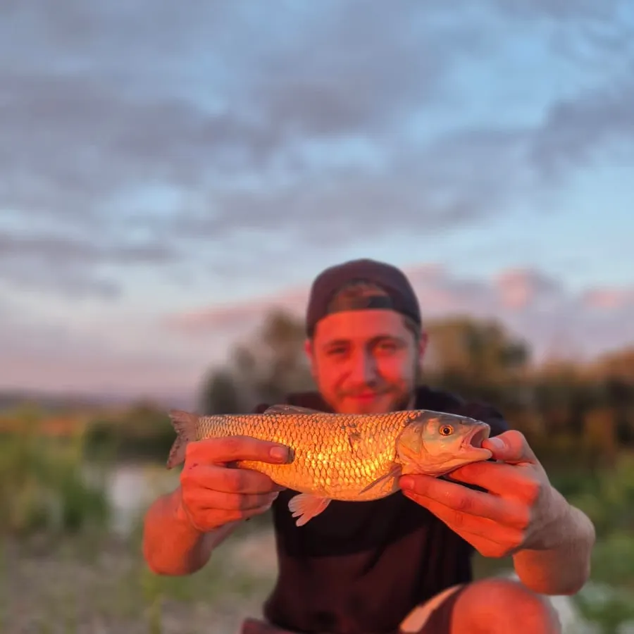 European chub caught on Fishbrain