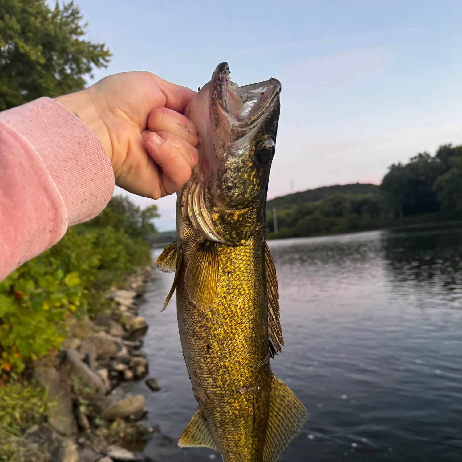 Walleye caught on Fishbrain