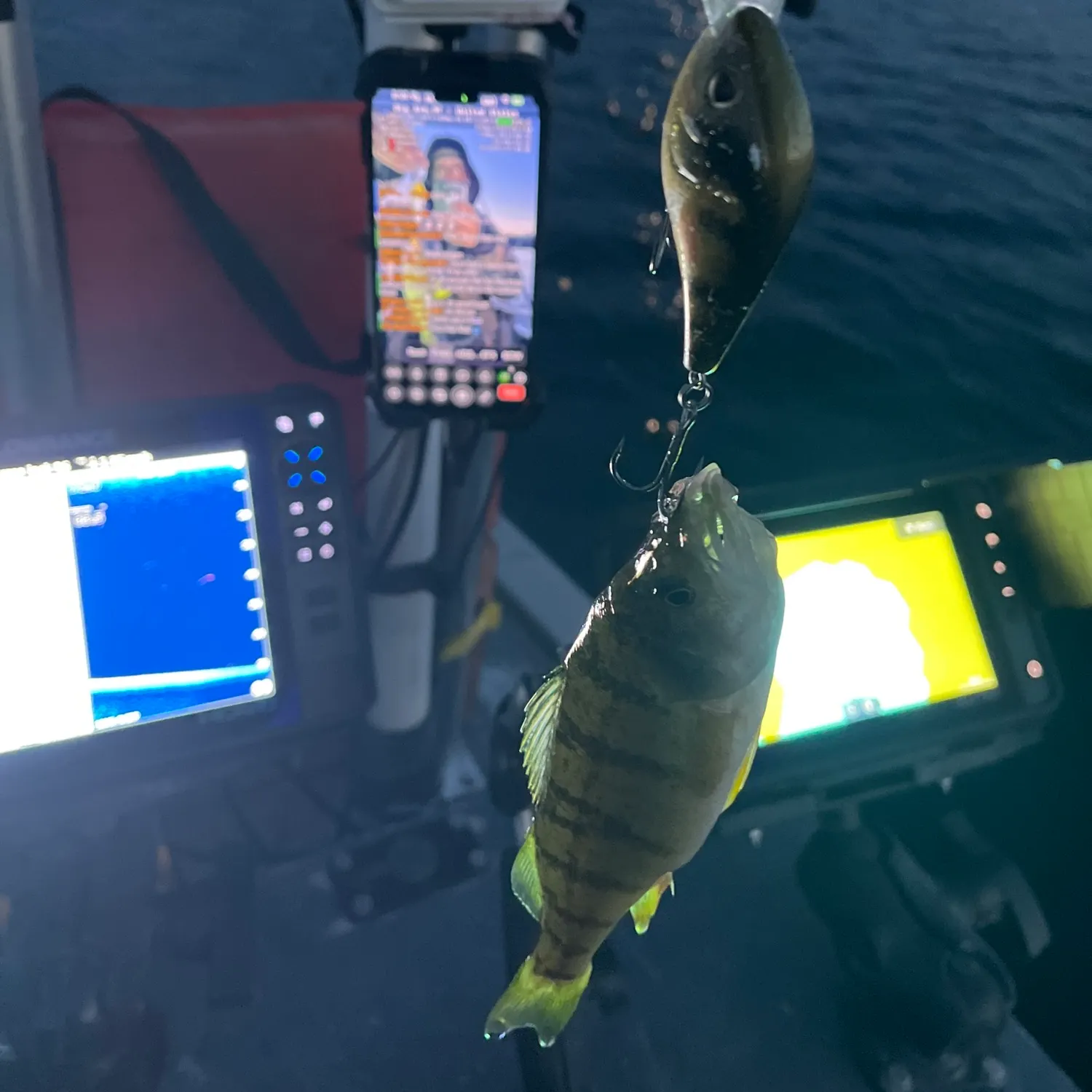 Yellow perch caught on Fishbrain