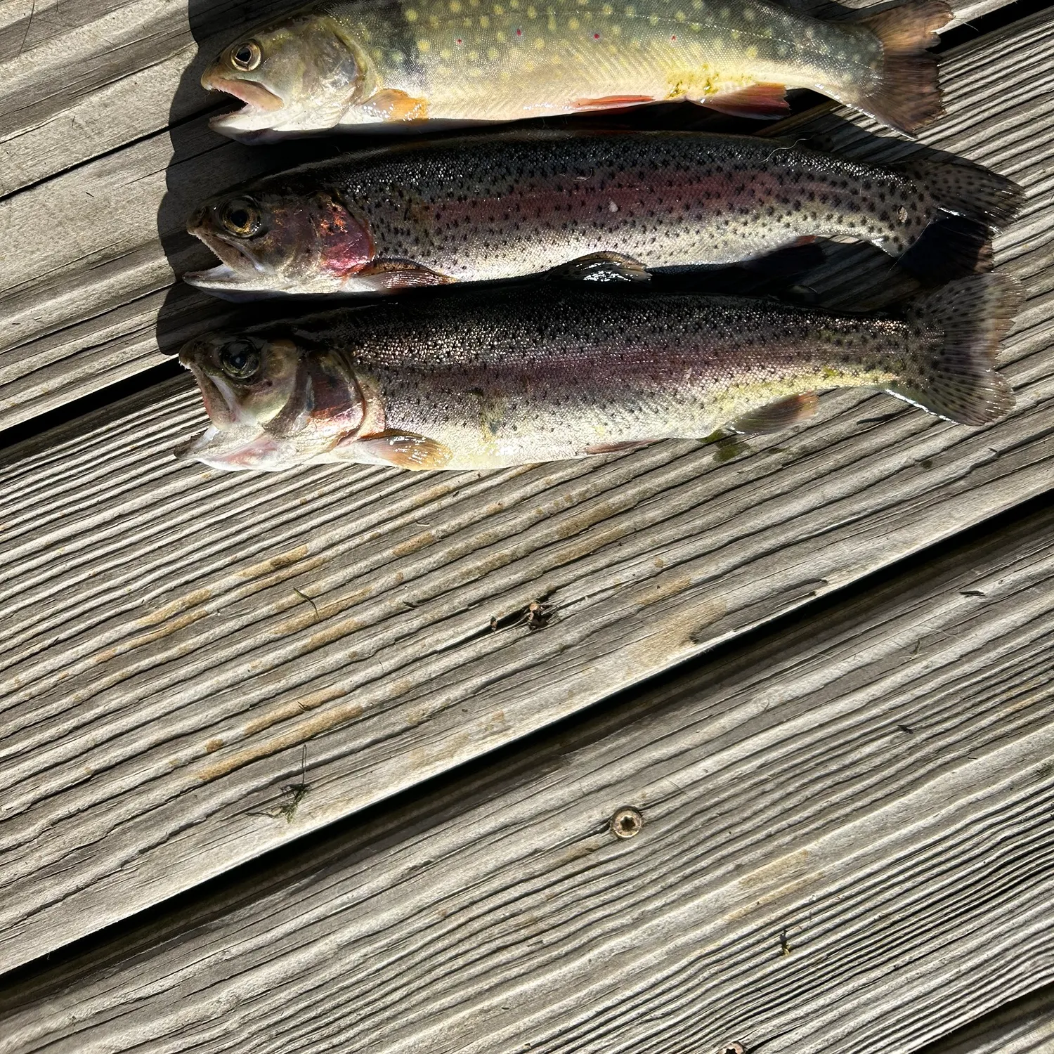 recently logged catches