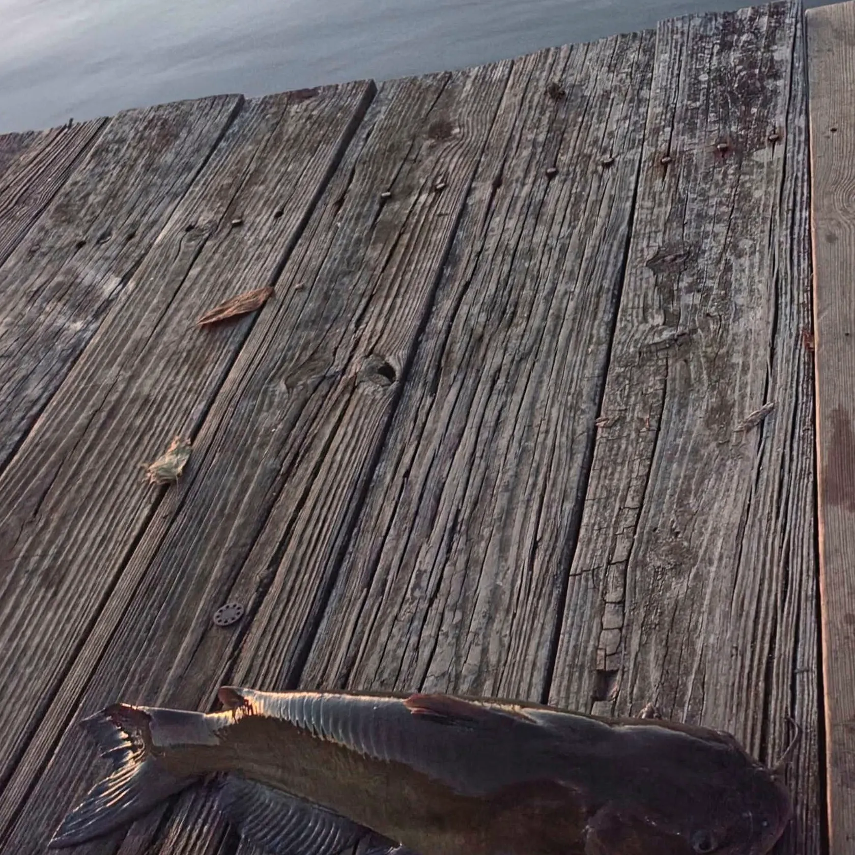 Channel catfish caught on Fishbrain