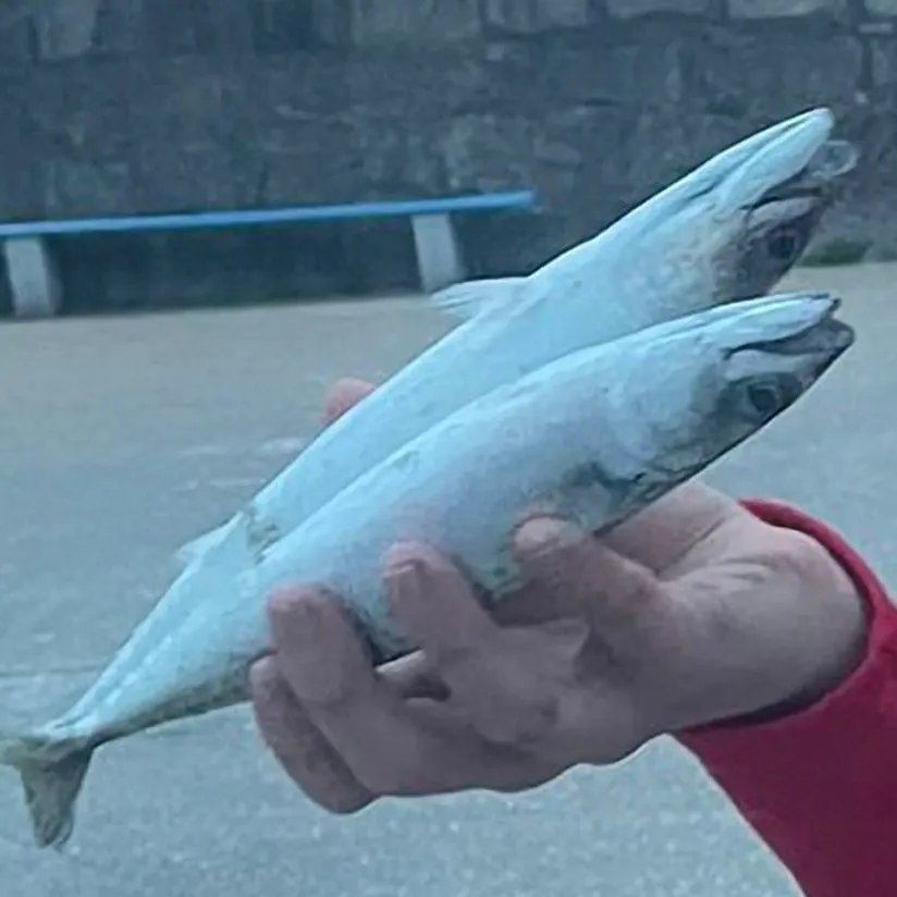 The most recent Atlantic mackerel catches on Fishbrain