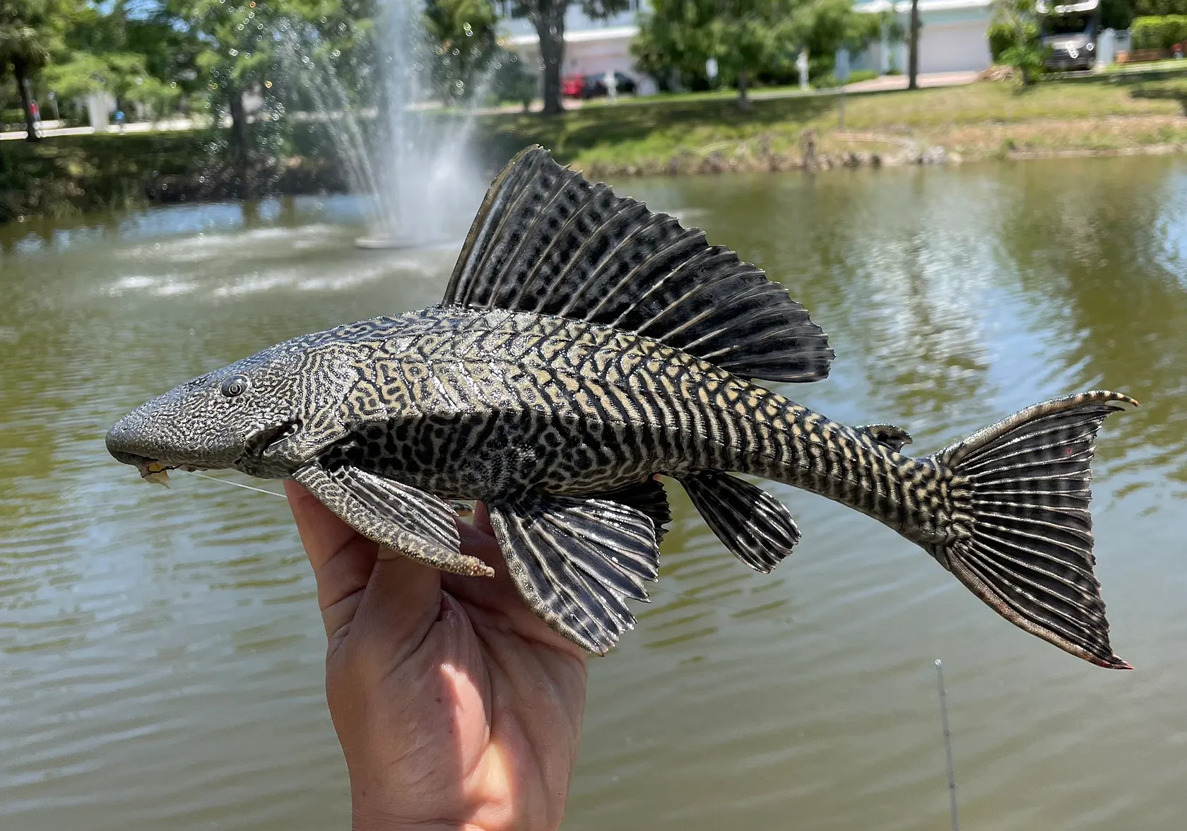 Vermiculated sailfin catfish