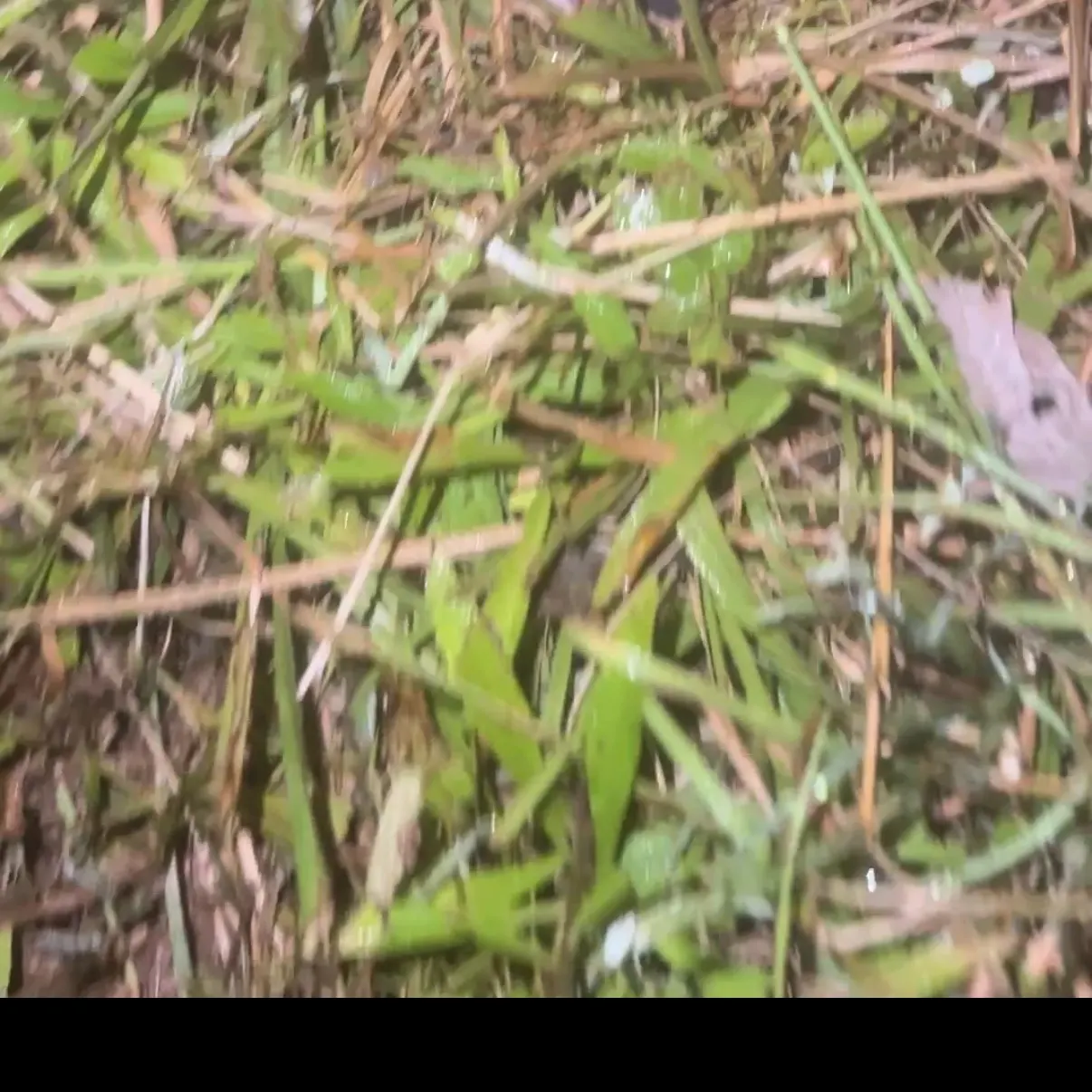 Channel catfish caught on Fishbrain