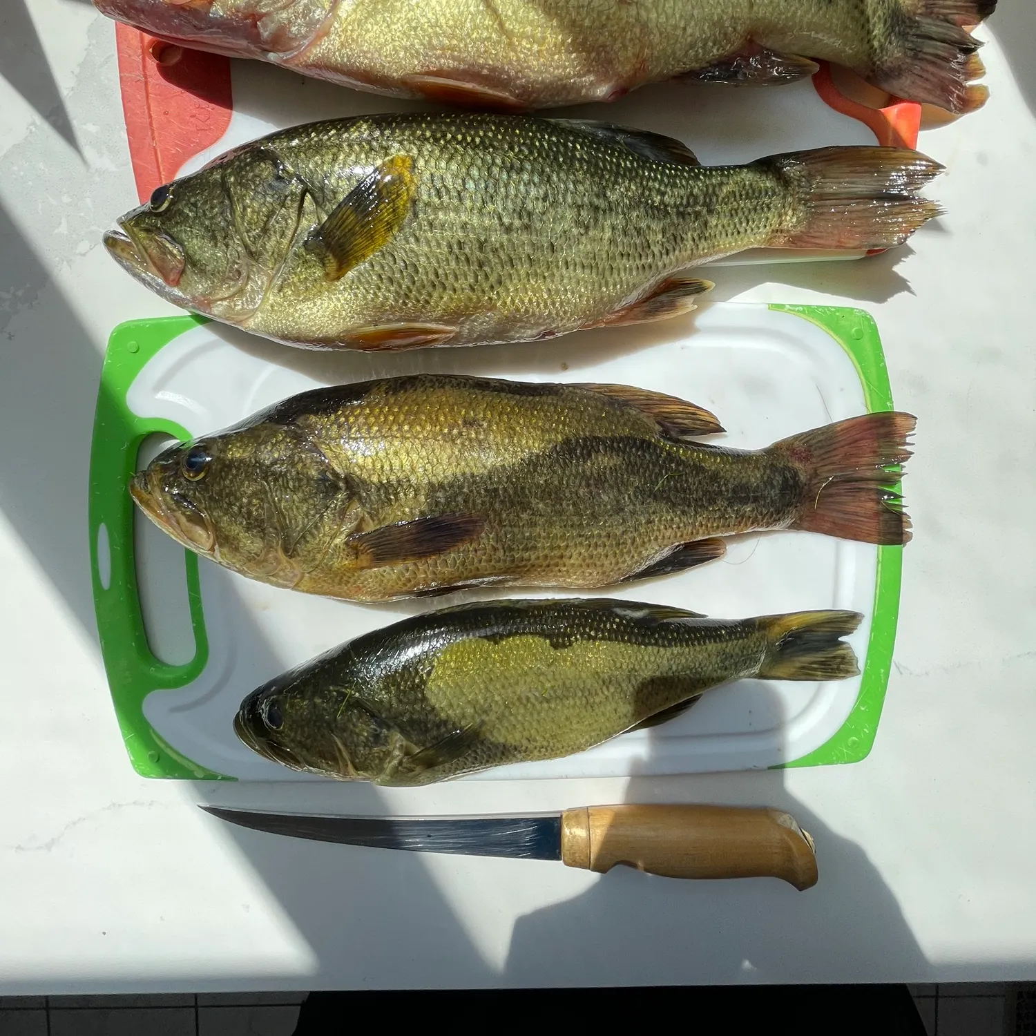 recently logged catches