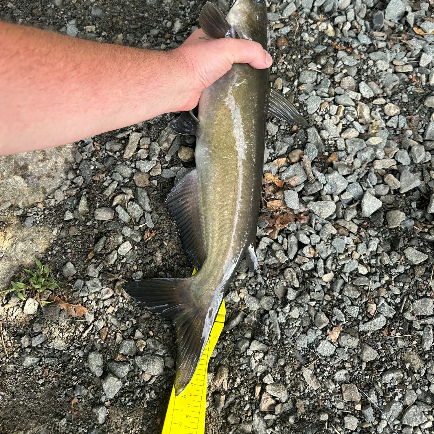 Channel catfish caught on Fishbrain