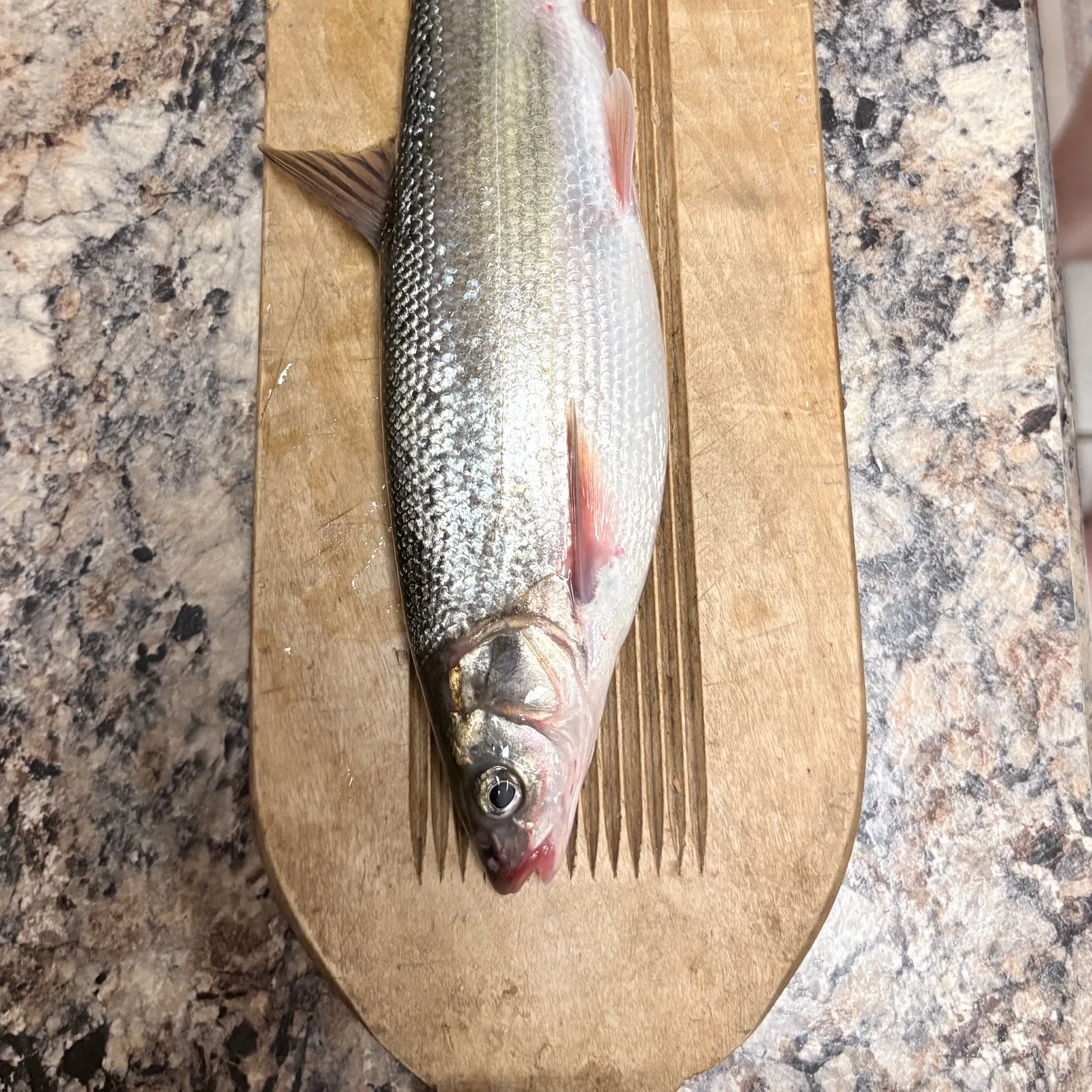 The most recent Northern pikeminnow catches on Fishbrain