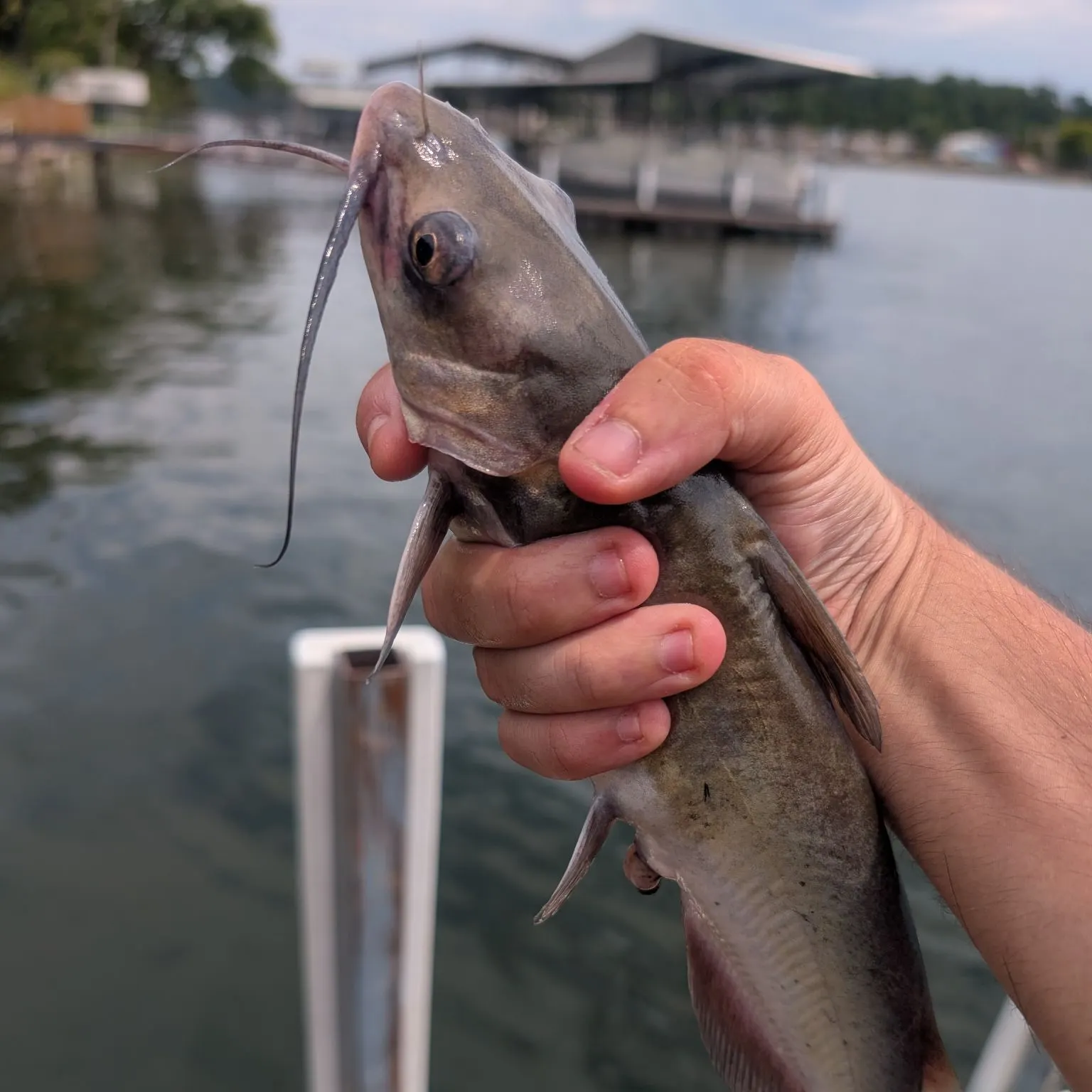 Channel catfish caught on Fishbrain