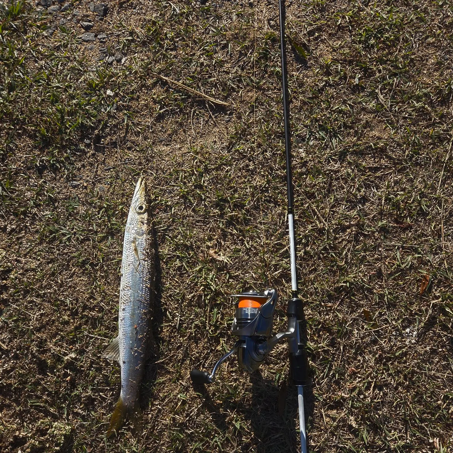 The most recent Longfin pike catches on Fishbrain