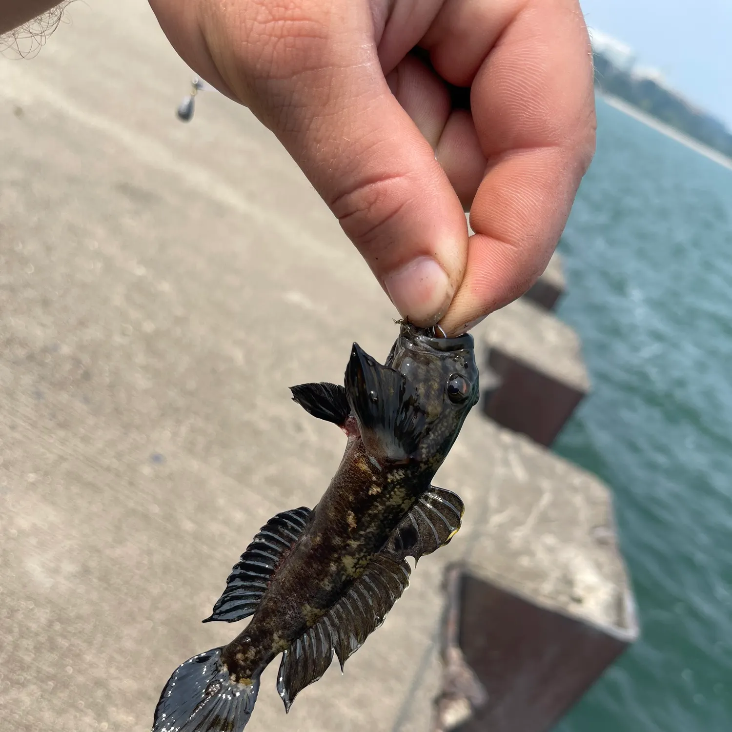 The most recent Black goby catches on Fishbrain