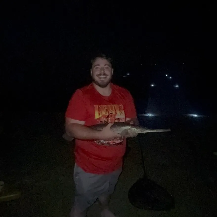 Longnose gar caught on Fishbrain