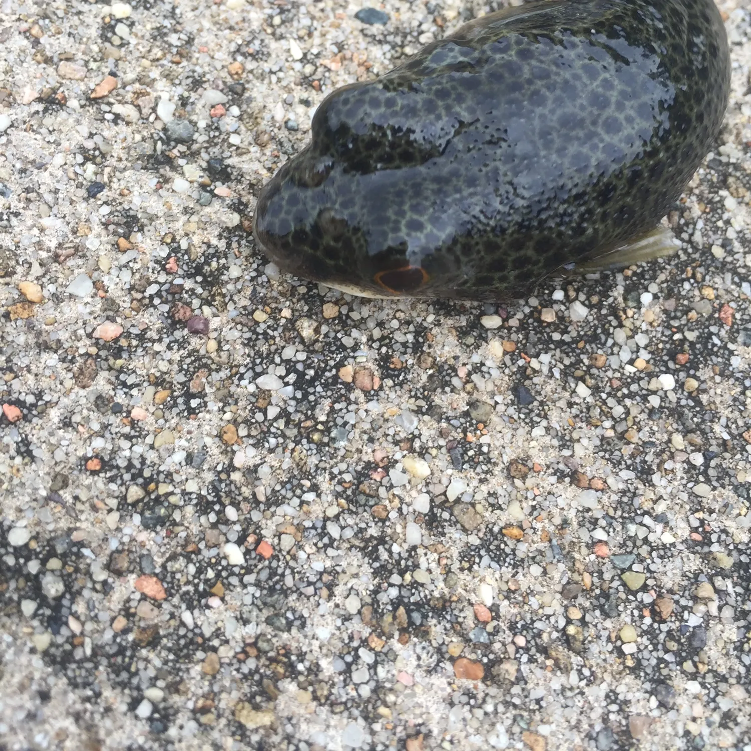 The most recent Smooth toadfish catches on Fishbrain