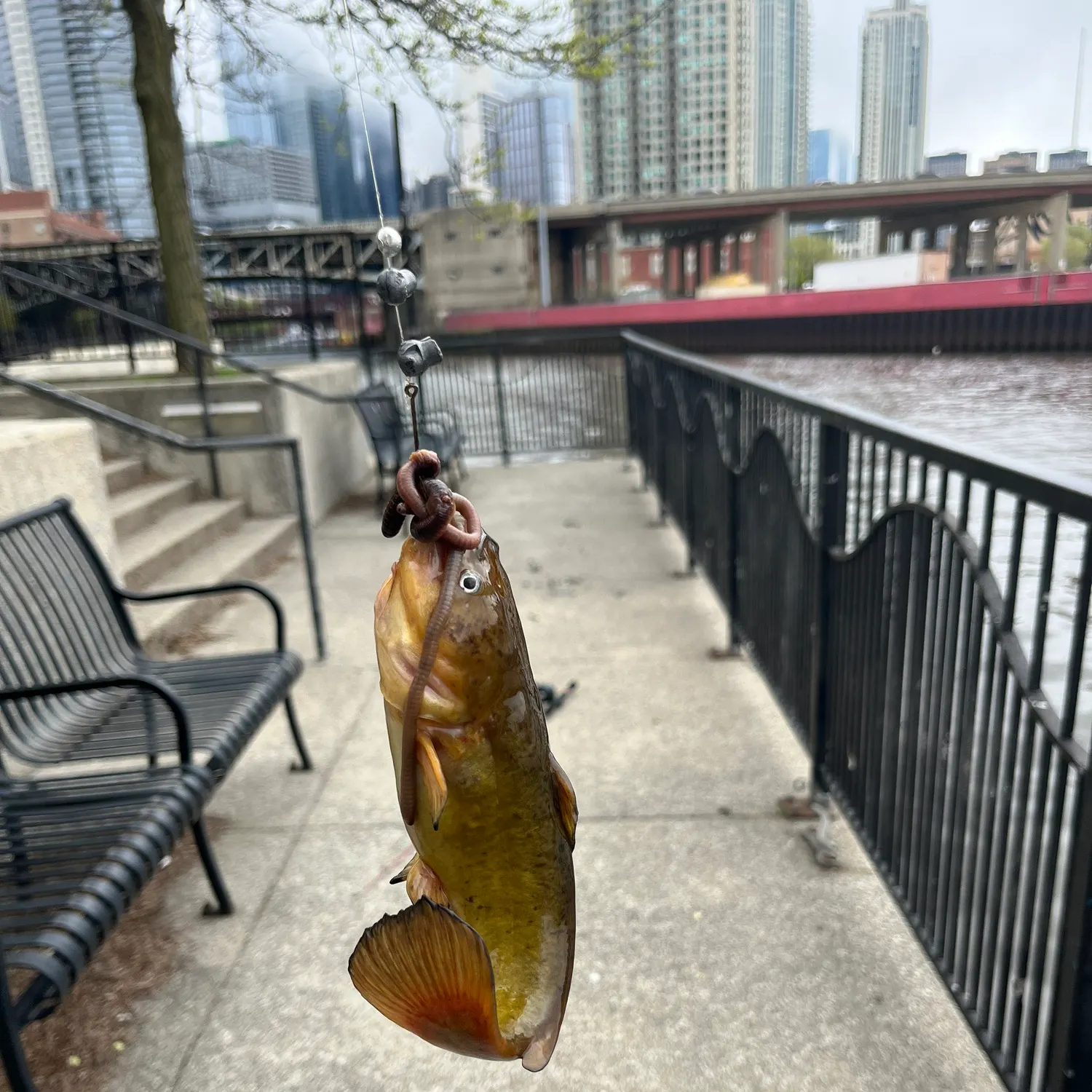 catch