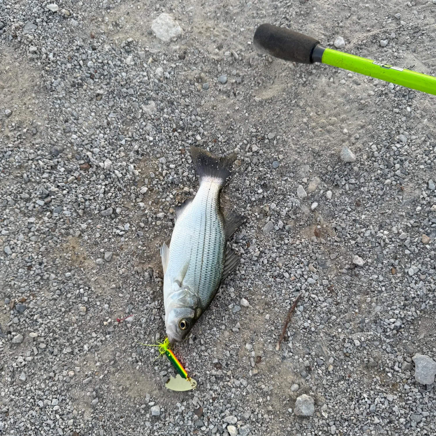 White bass caught on Fishbrain