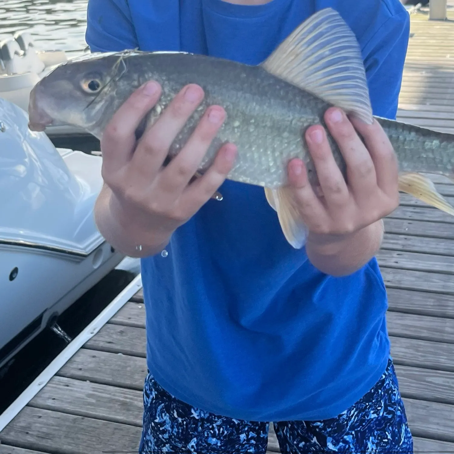 The most recent River carpsucker catches on Fishbrain