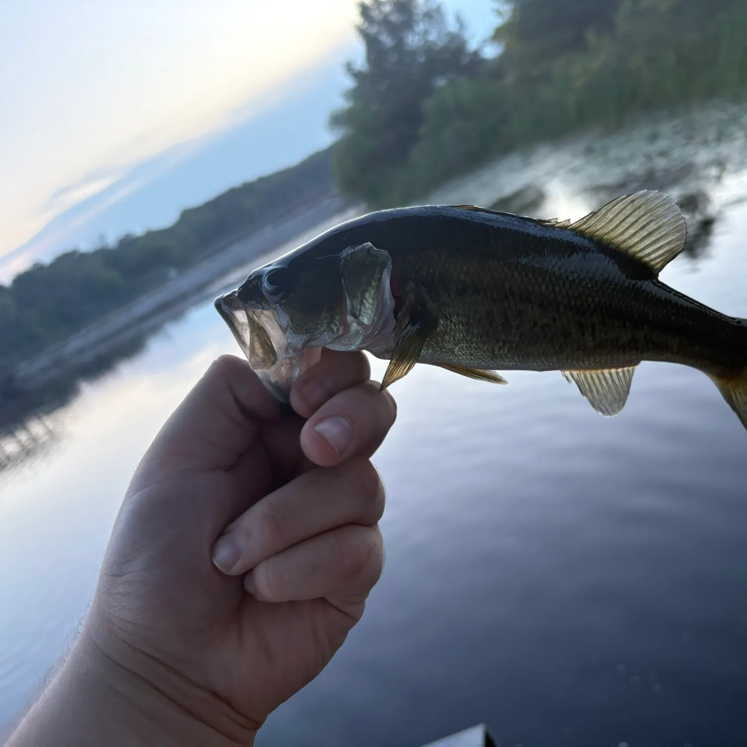 Largemouth bass caught on Fishbrain