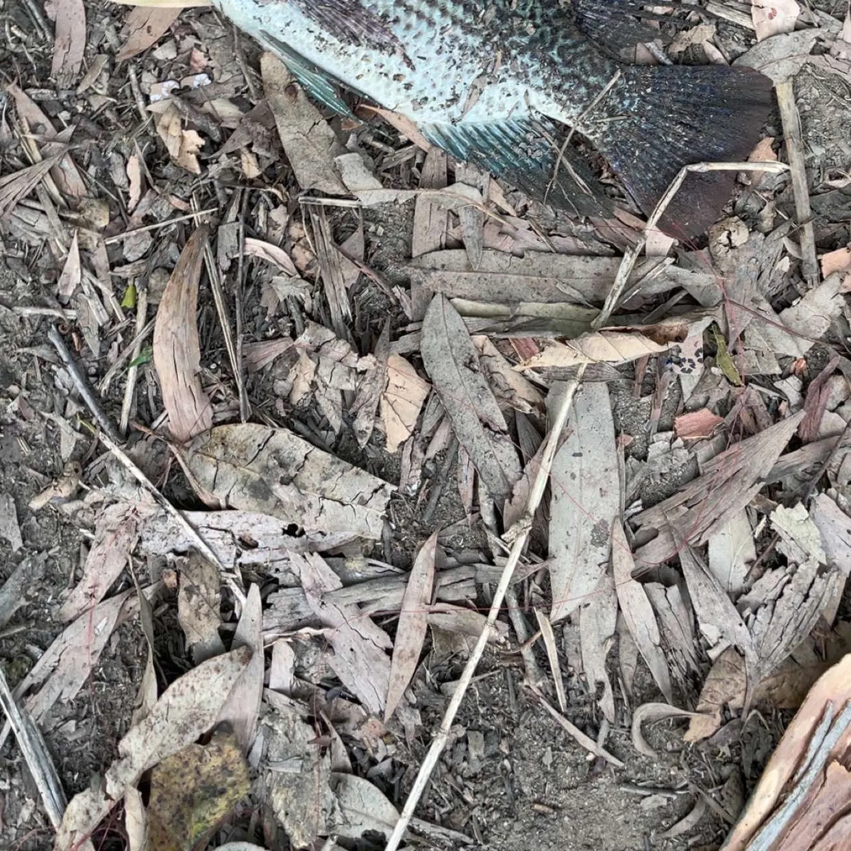 The most recent Blue tilapia catches on Fishbrain