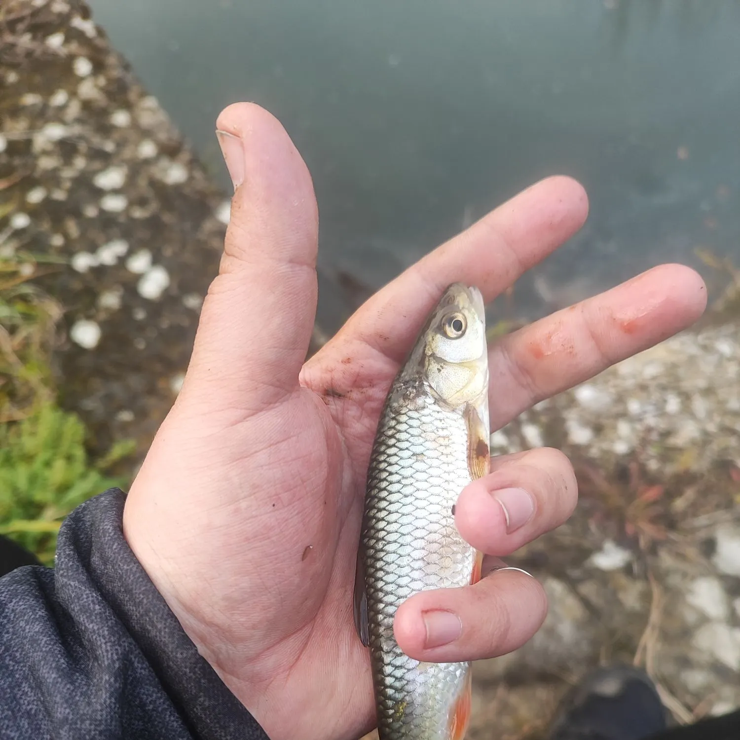The most recent European chub catches on Fishbrain