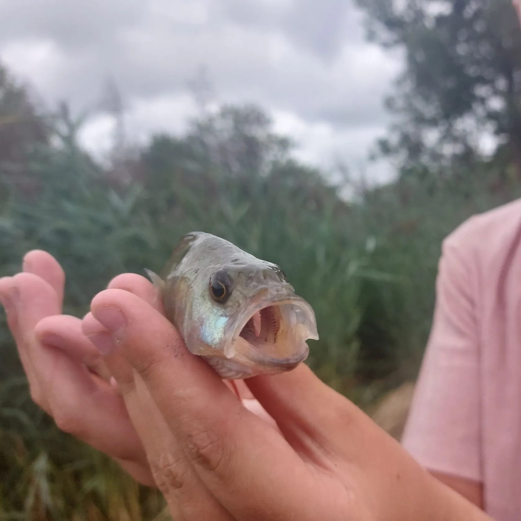 European perch caught on Fishbrain