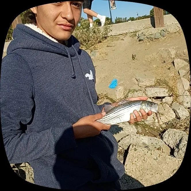 Striped bass caught on Fishbrain