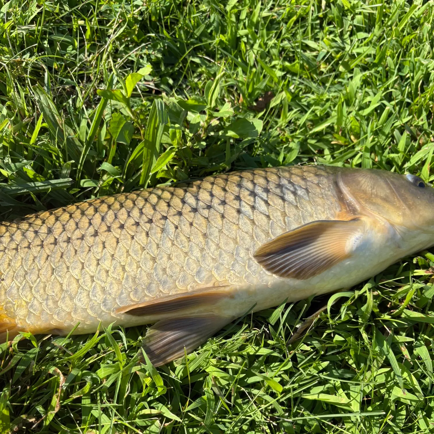 Common carp caught on Fishbrain