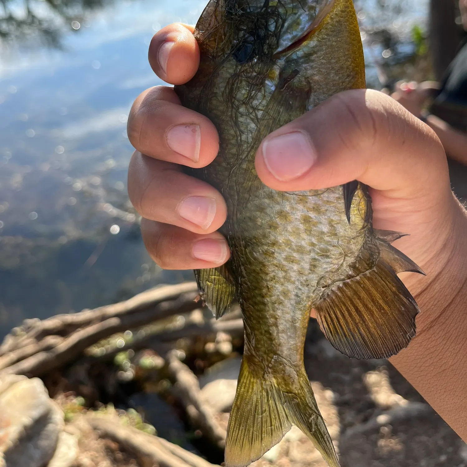 The most recent Greengill hybrid catches on Fishbrain