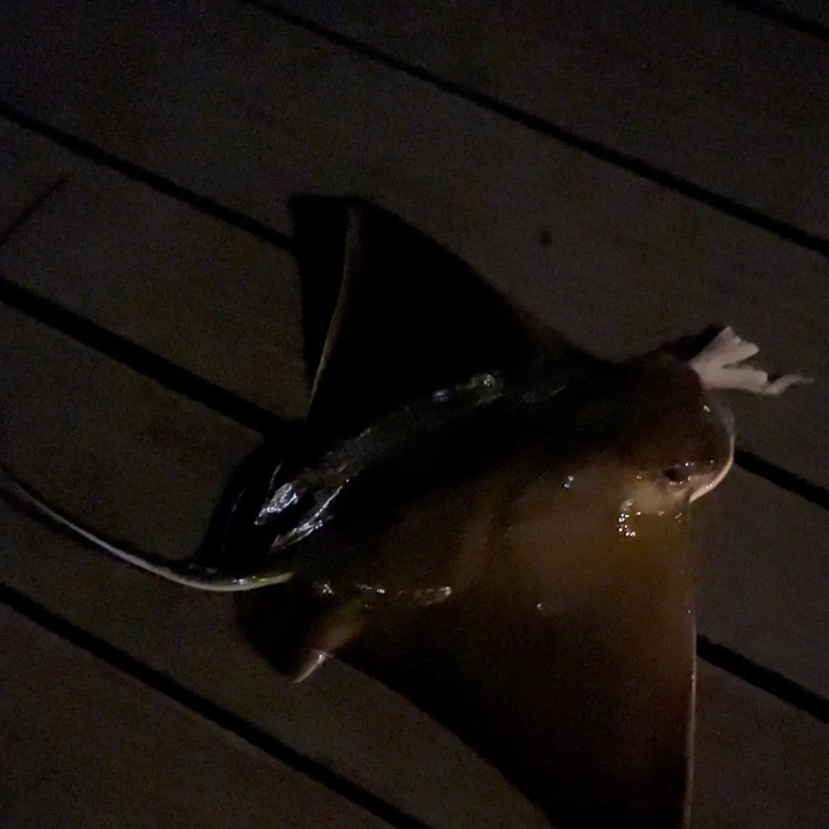 The most recent Bat eagle ray catches on Fishbrain