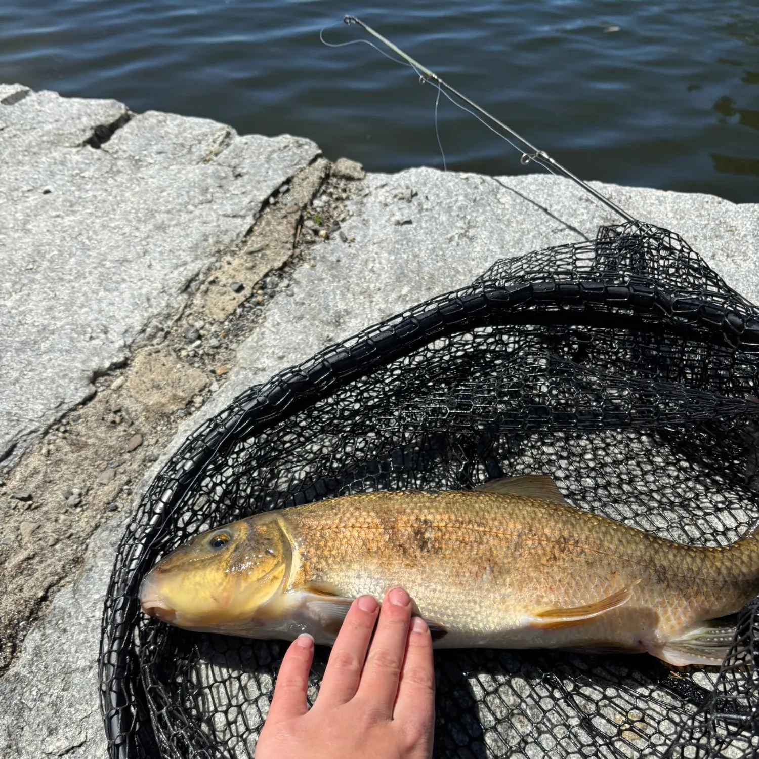 The most recent Slender suckerfish catches on Fishbrain