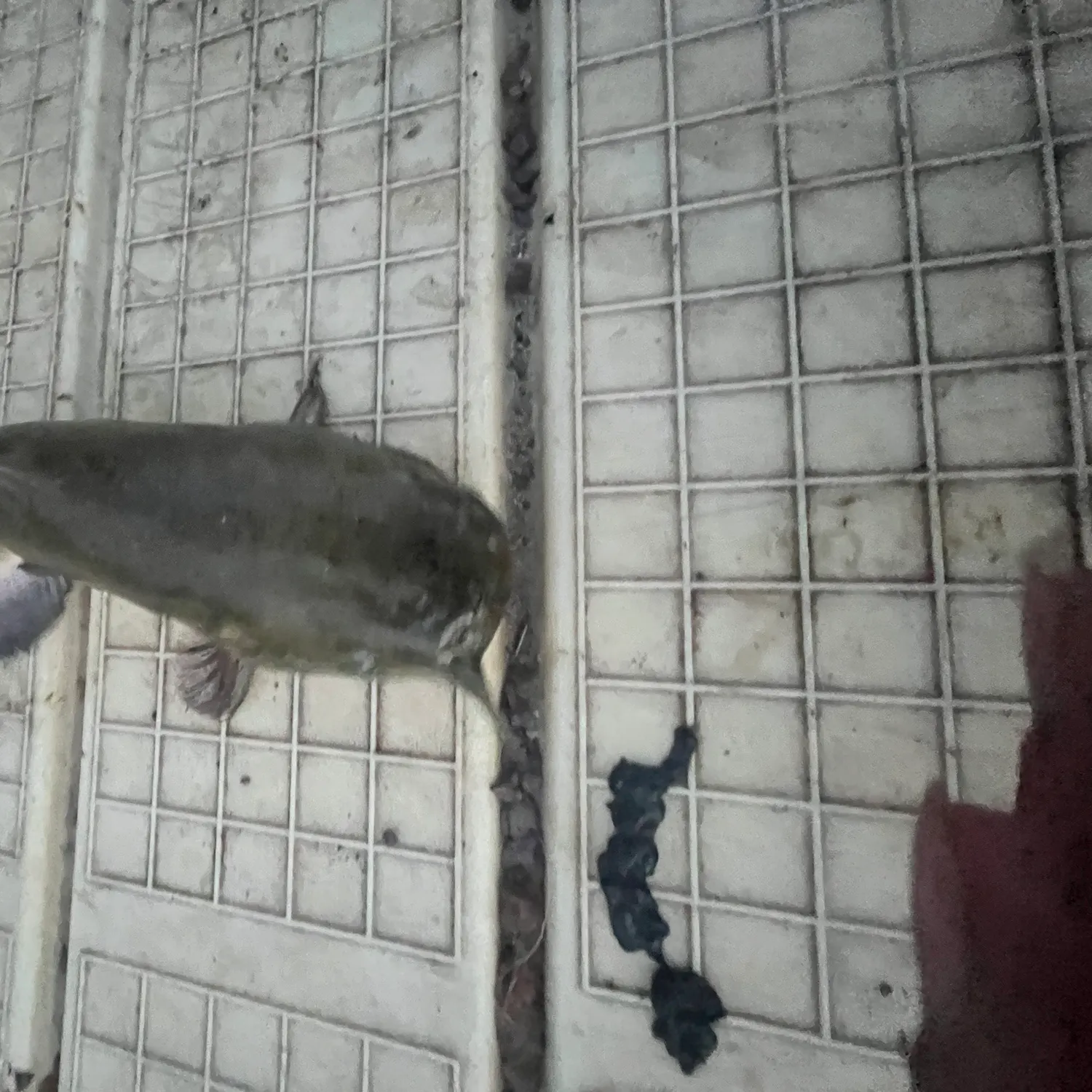 Brown bullhead caught on Fishbrain