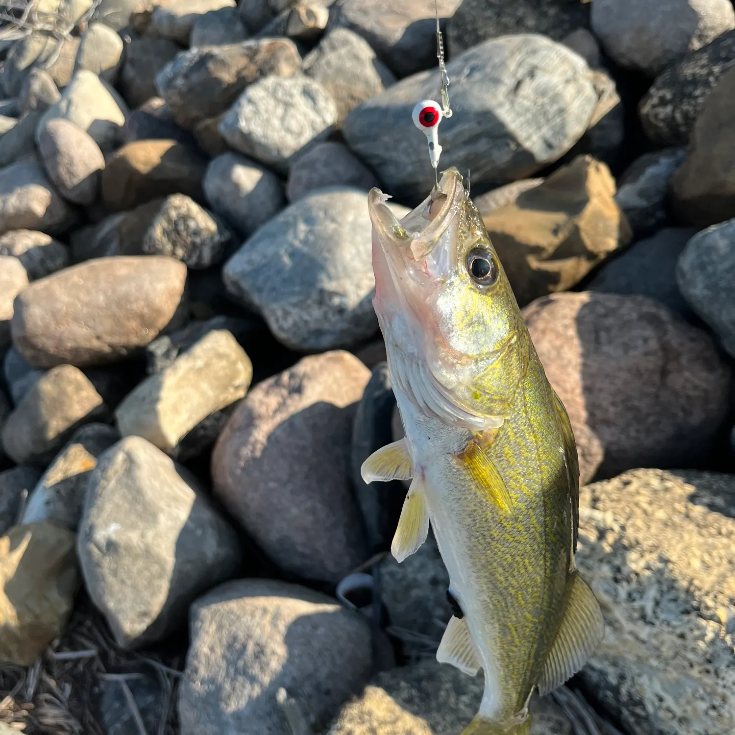Walleye caught on Fishbrain