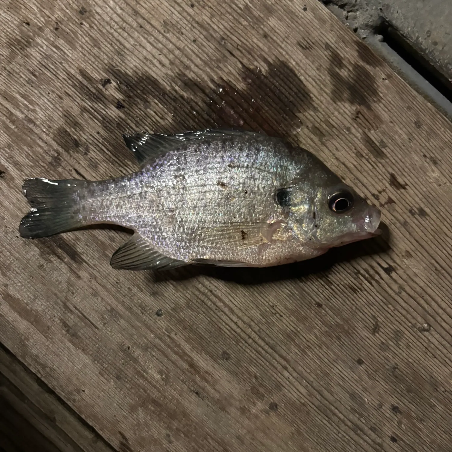 Bluegill caught on Fishbrain