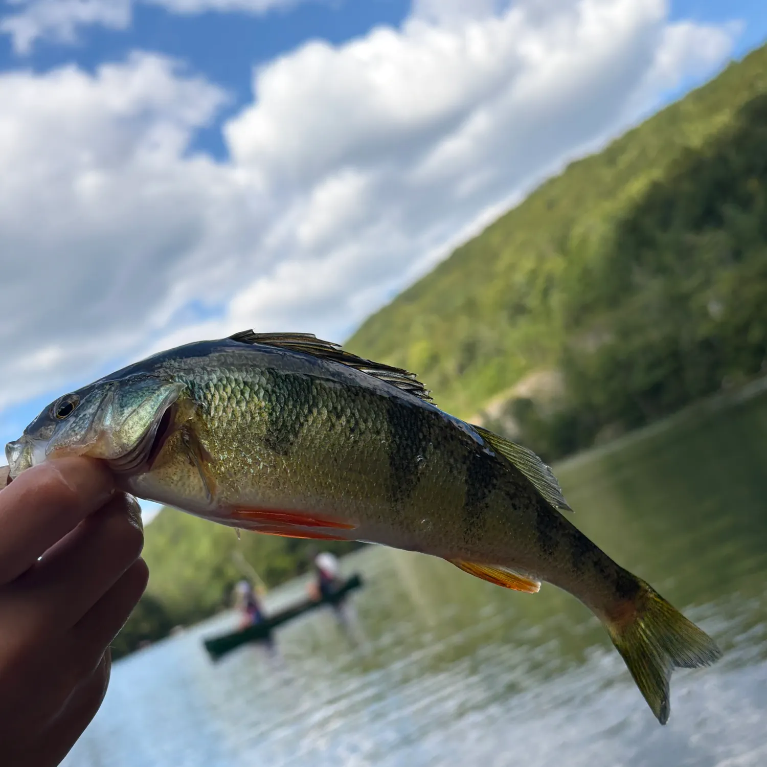 Yellow perch caught on Fishbrain