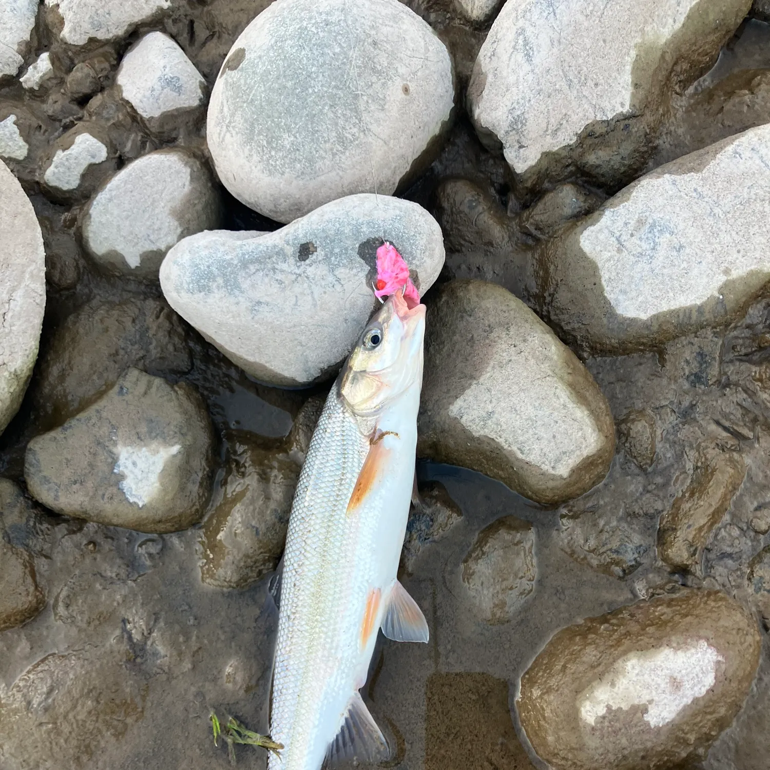 The most recent Peamouth catches on Fishbrain