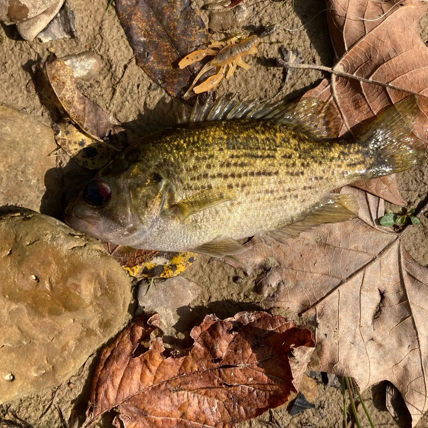 Rock bass caught on Fishbrain