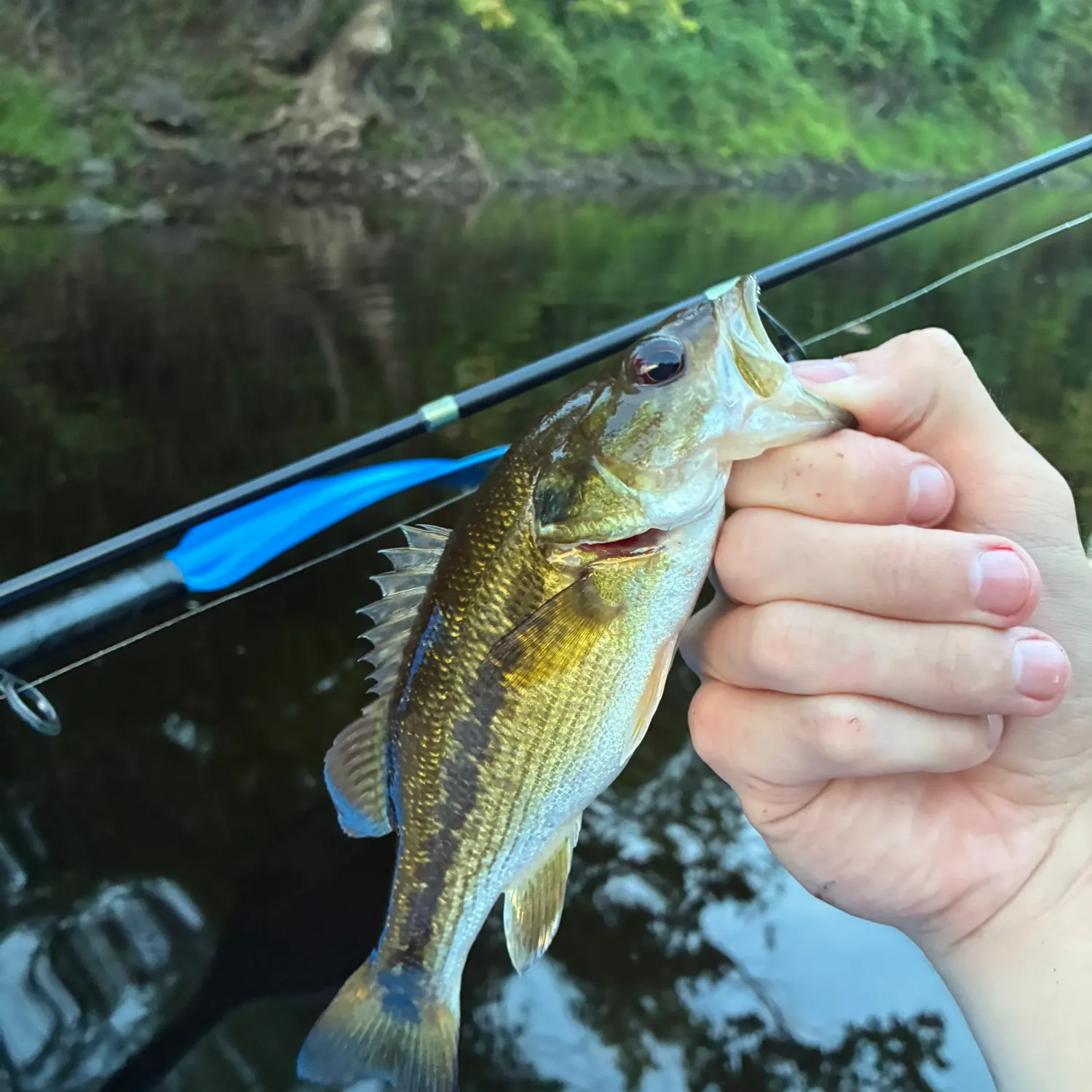 Spotted bass caught on Fishbrain