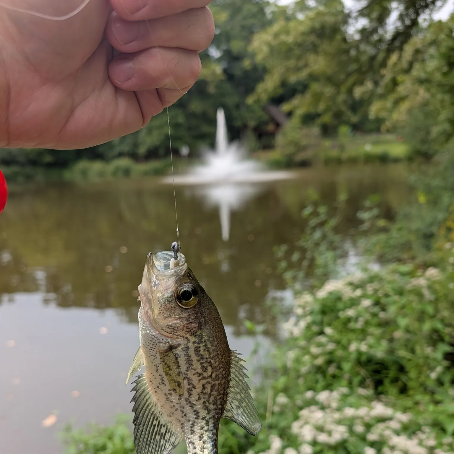 Black crappie caught on Fishbrain
