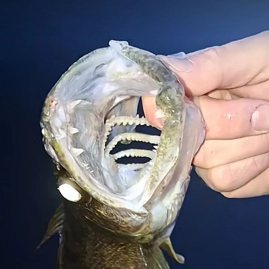 Walleye caught on Fishbrain