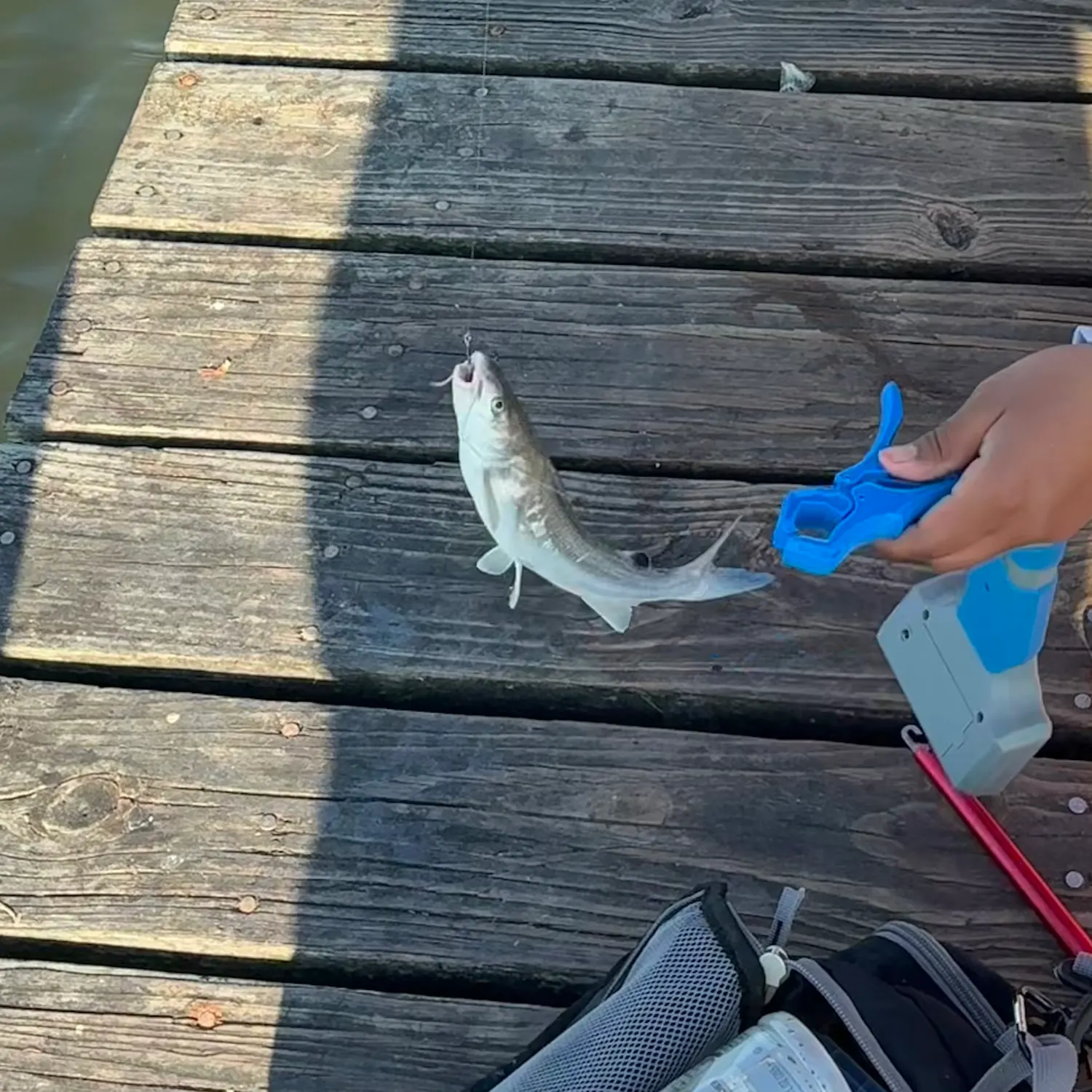The most recent Hardhead sea catfish catches on Fishbrain