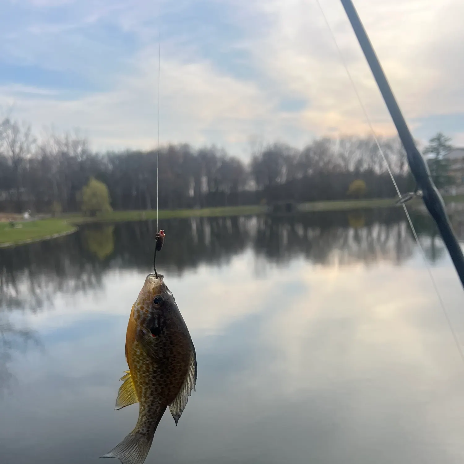 The most recent Pumpkinseed catches on Fishbrain