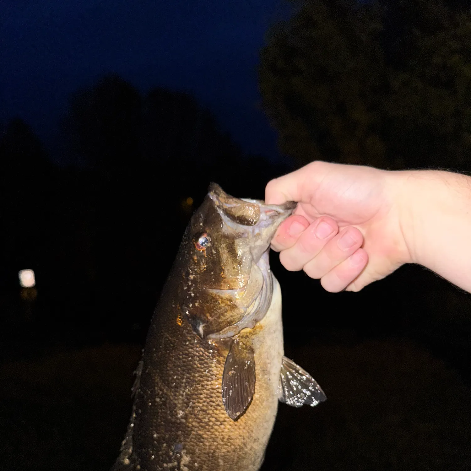 Smallmouth bass caught on Fishbrain