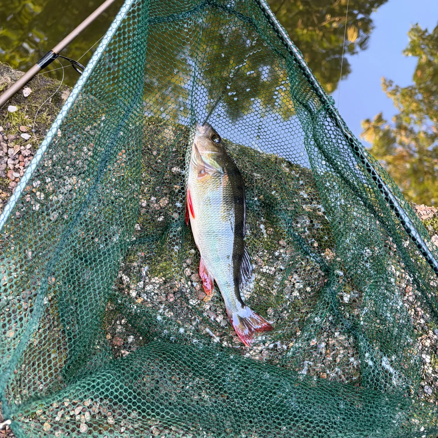European perch caught on Fishbrain