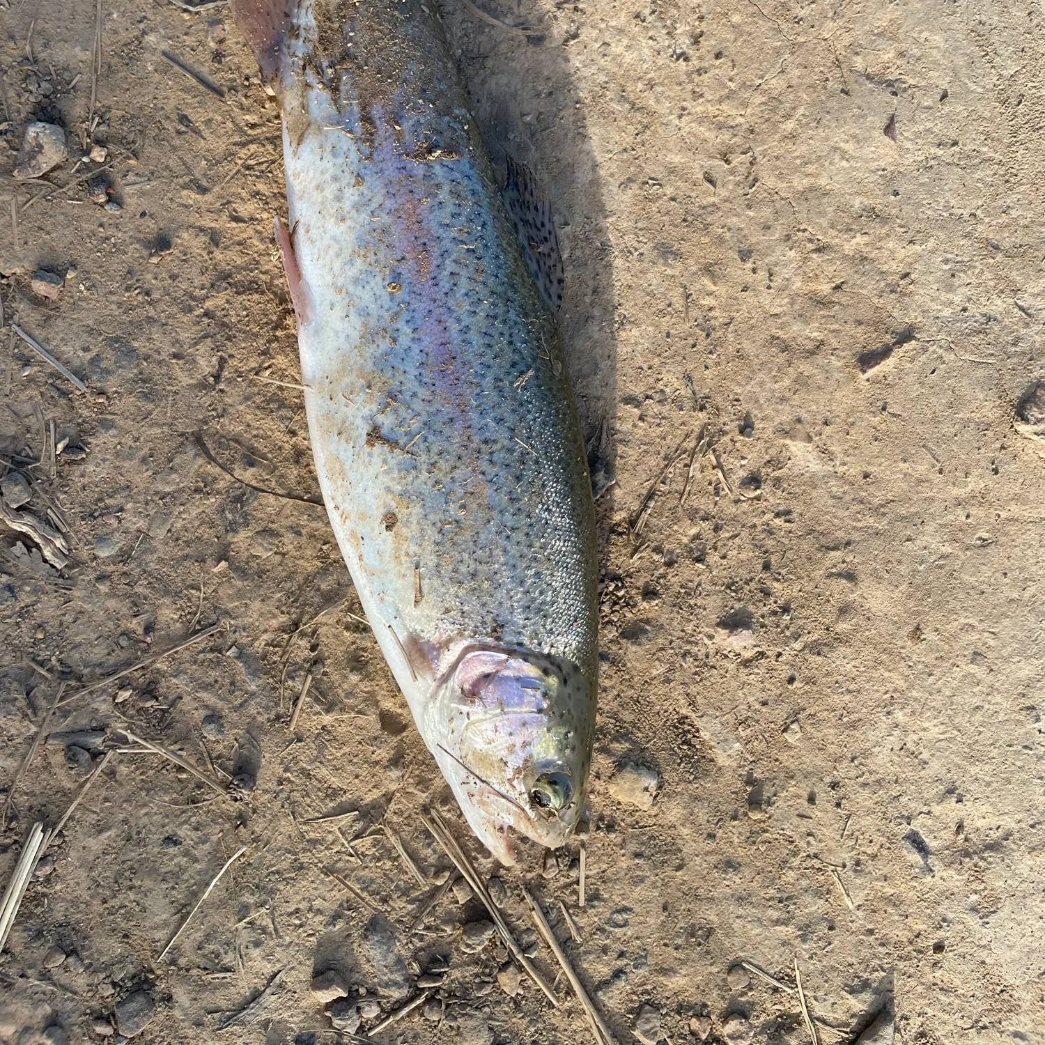 Rainbow trout caught on Fishbrain