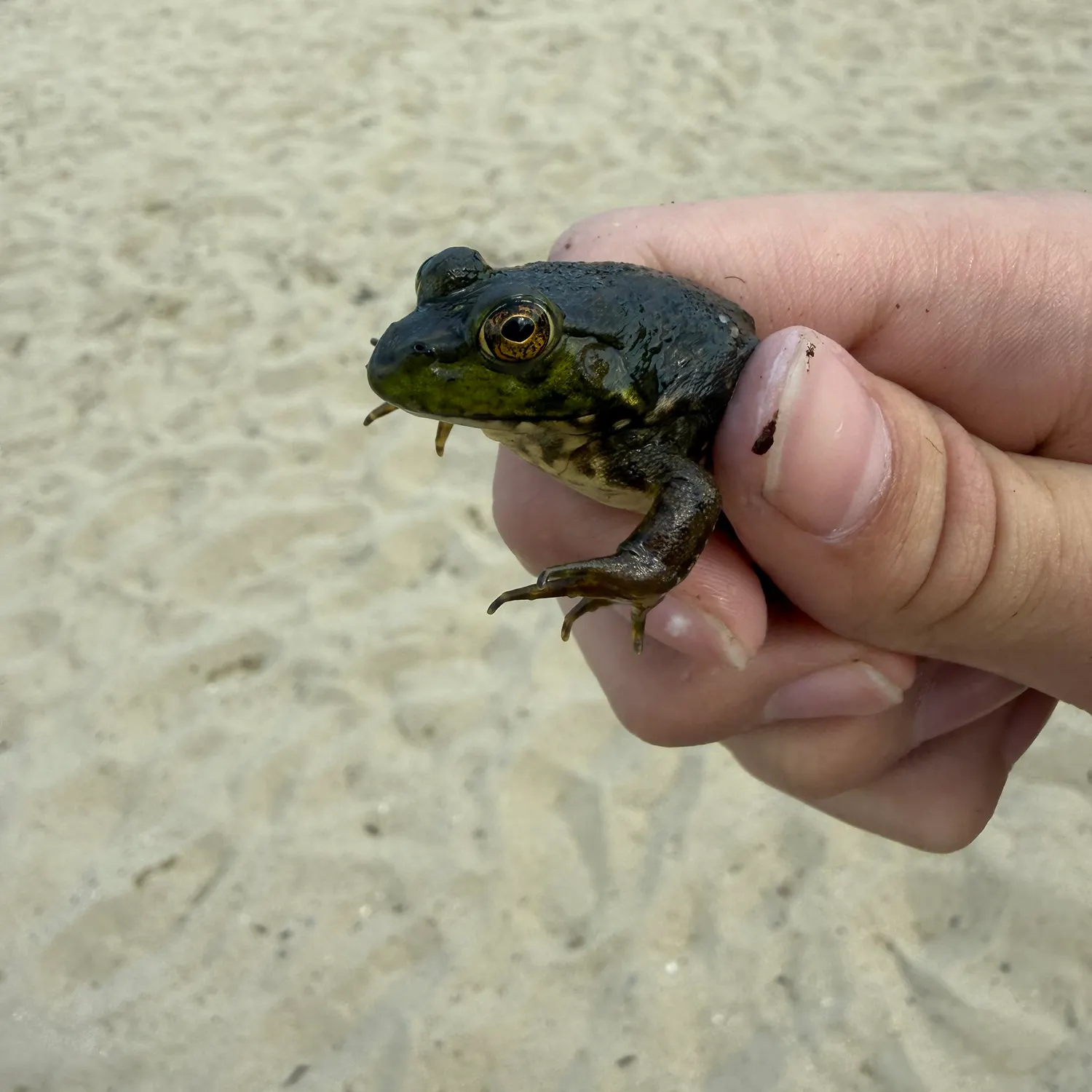 The most recent Green frog catches on Fishbrain
