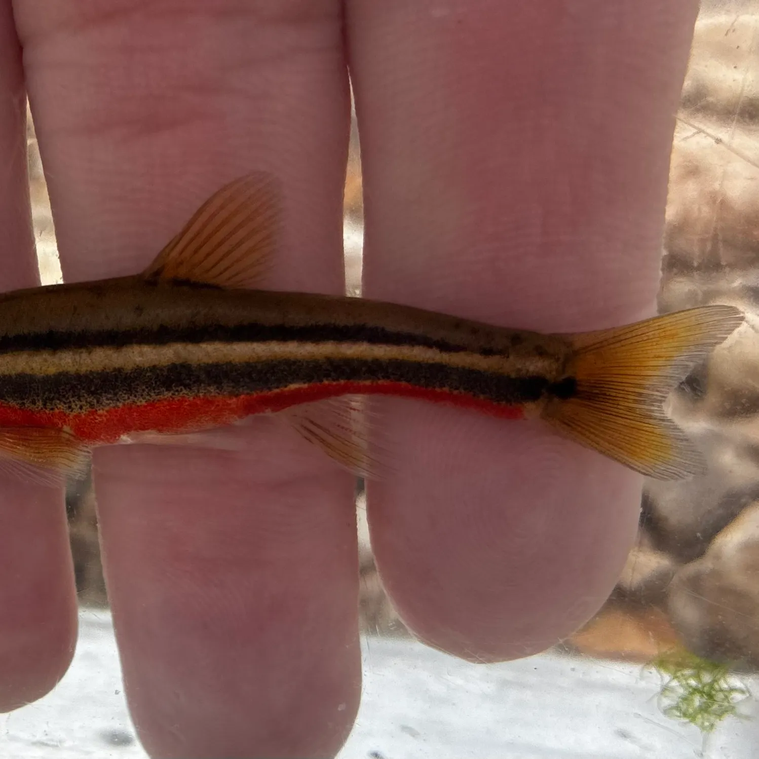 Southern redbelly dace caught on Fishbrain