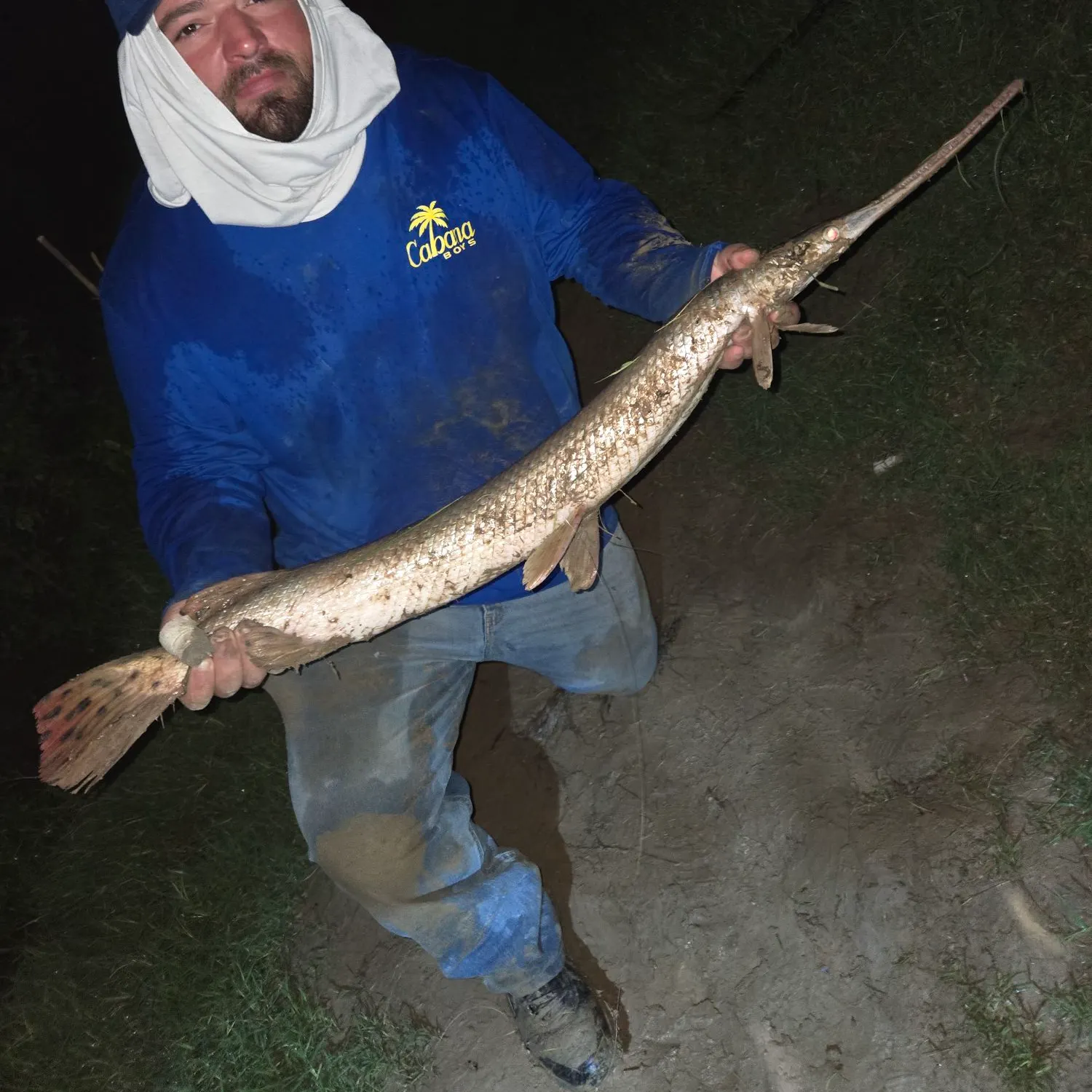 The most recent Needlenose gar catches on Fishbrain