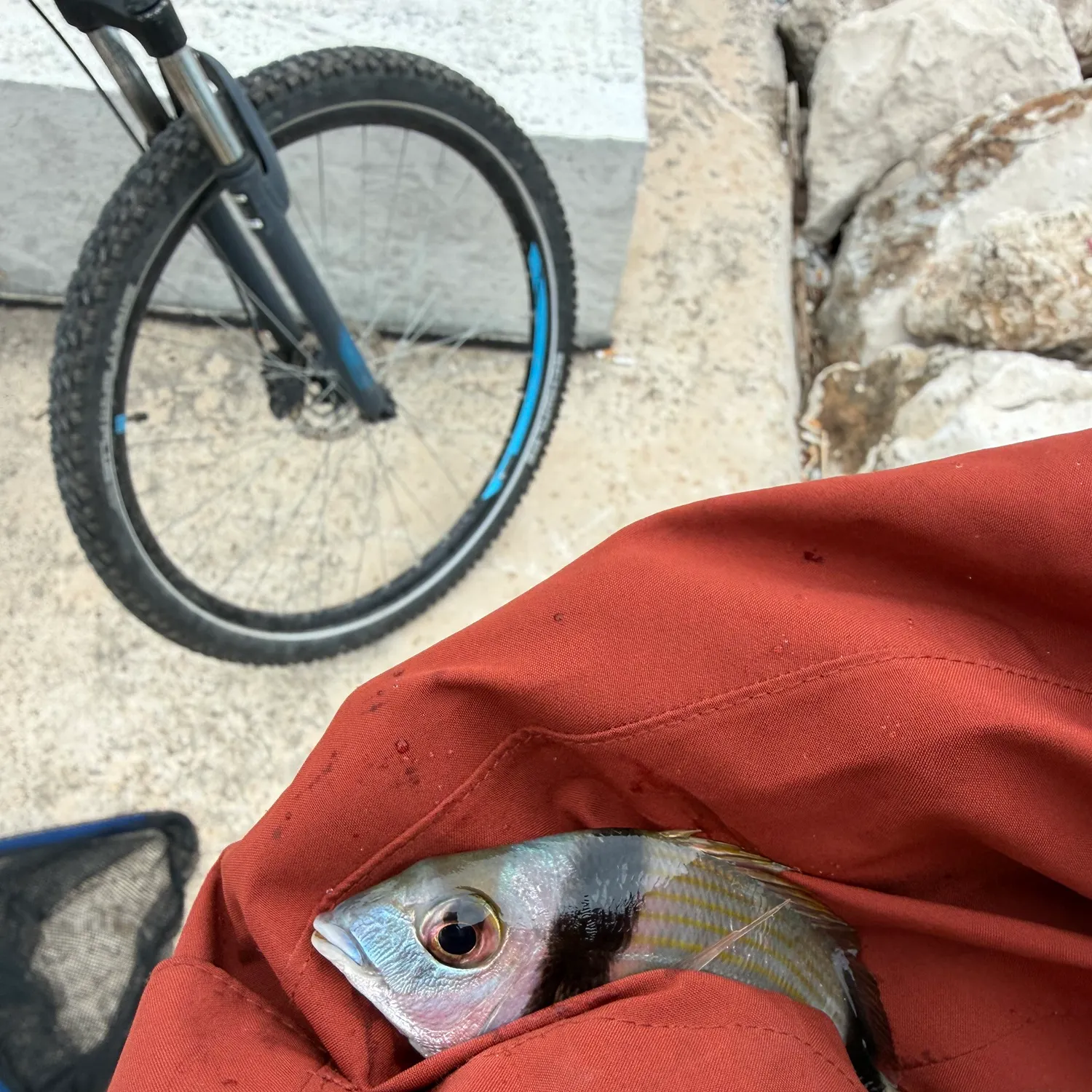 The most recent Common two-banded seabream catches on Fishbrain