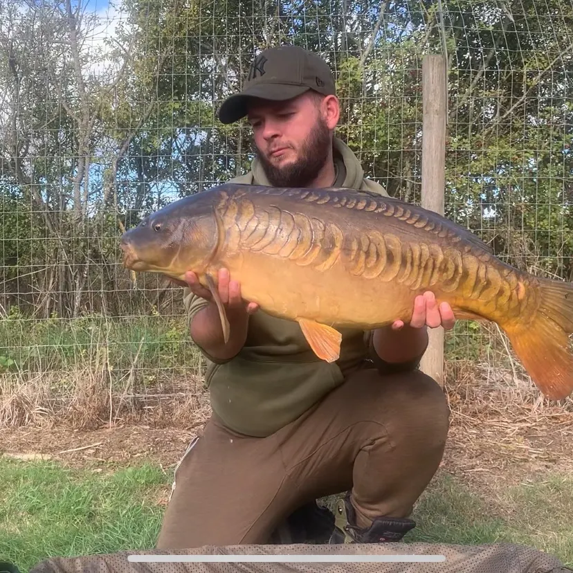 Mirror carp caught on Fishbrain