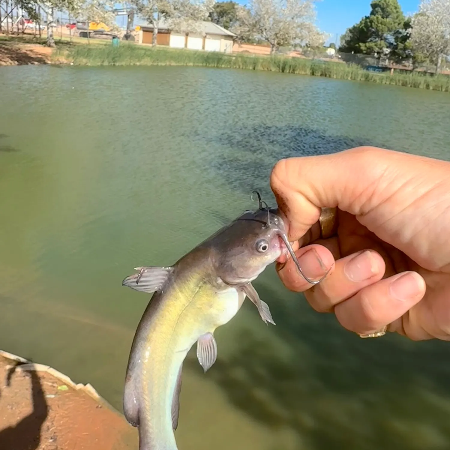 Black bullhead caught on Fishbrain